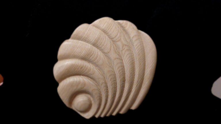 Coquillage de Saueracker